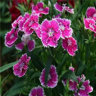 日经指数上涨1.9% 金属和芯片股领涨